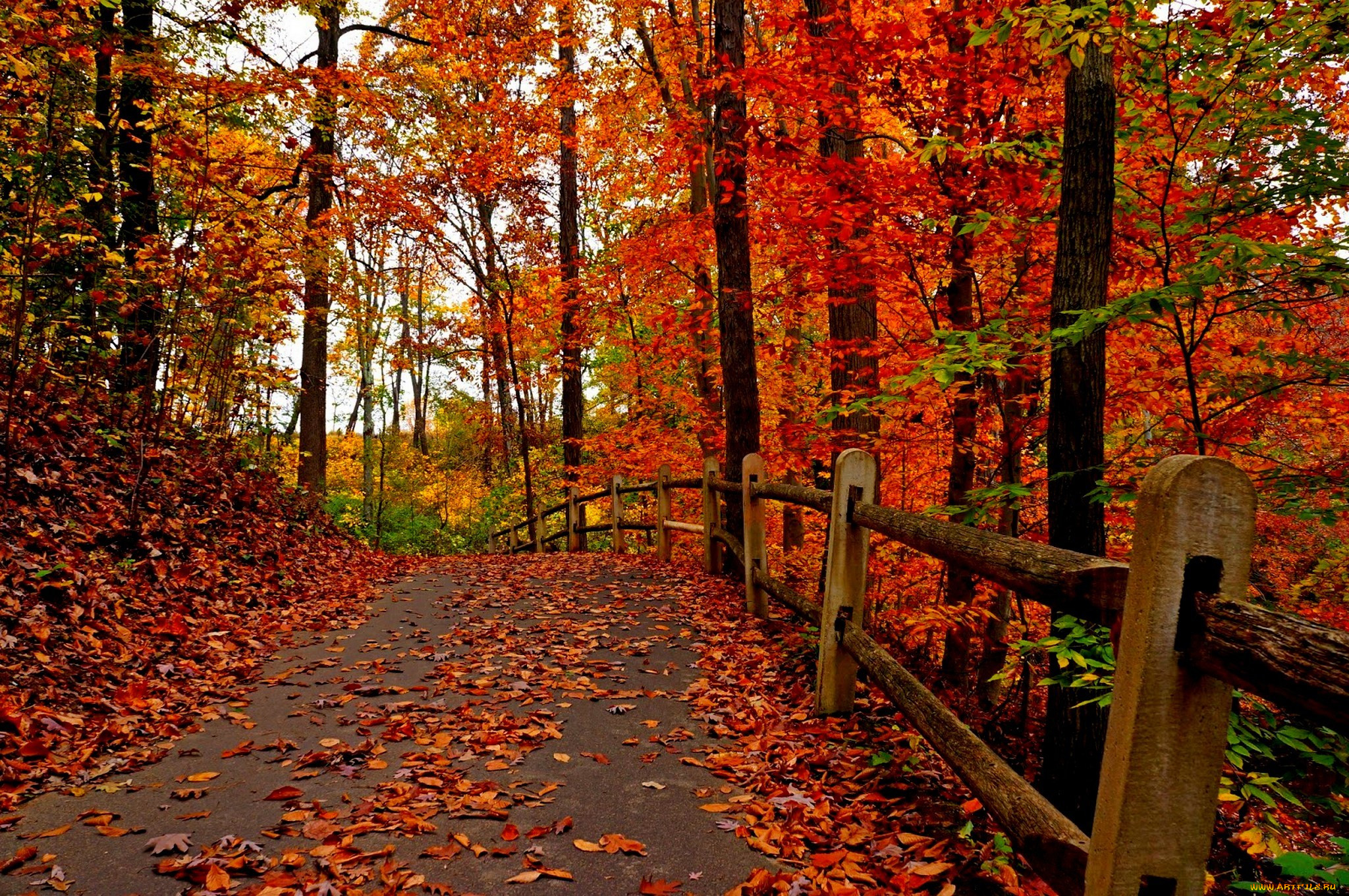 , , fall, , leaves, colorful, road, autumn, , , trees, park, forest, , walk, colors, path